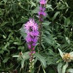 Liatris pycnostachya 形態