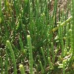 Arthrocnemum macrostachyum Likasa