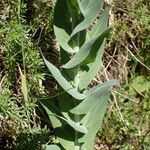 Turritis glabra Hoja