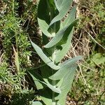 Turritis glabra Blad