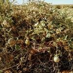 Citrullus colocynthis Fruto