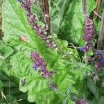 Salvia austriaca Цвят