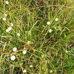 Solanum viarum Gyümölcs