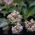 Ceanothus cordulatus Агульны выгляд