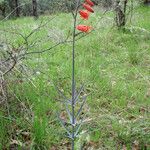 Fritillaria recurva Elinympäristö