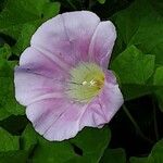 Calystegia silvatica 花