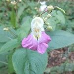 Impatiens balfouriiFlower