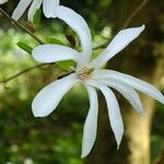 Magnolia stellata Žiedas