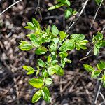 Lonicera morrowii Лист