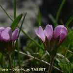 Androsace halleri Flower
