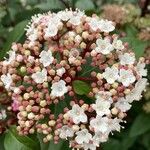 Viburnum tinus Blüte