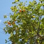 Citrus × aurantium Frukto