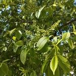 Prunus padus Fulla