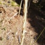 Festuca ambigua Fruit