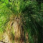 Carex paniculata Habit