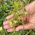 Ludwigia linearis Flower