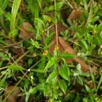 Blainvillea acmella Leaf