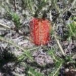 Grevillea excelsior Flor