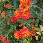 Lantana camaraFlor