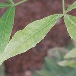 Zanthoxylum asiaticum पत्ता
