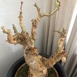 Cyphostemma juttae Hoja