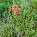 Aloe amudatensis 花