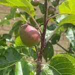 Malus domestica Leaf