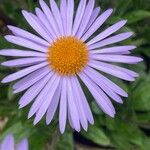 Aster tongolensis Blüte