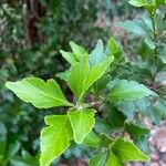 Phyllocladus aspleniifolius Leaf