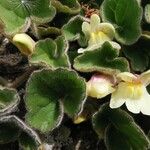 Asarina procumbens List
