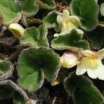 Asarina procumbens Folha