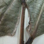 Cremastosperma brevipes Otro