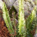 Polystichum lonchitis 葉