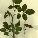 Lonchocarpus sericeus Altro