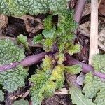 Salvia verbenaca Sonstige