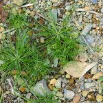 Fimbristylis aestivalis Habit