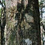 Matayba elaeagnoides Bark