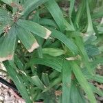 Cyperus albostriatus Leaf