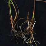 Blysmus compressus Libunga