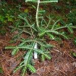 Abies nebrodensis Alia