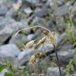 Allium oleraceum Virág