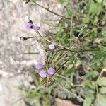 Cyanthillium cinereum Flor