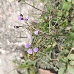 Cyanthillium cinereum Flower