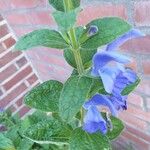 Salvia patensLevél