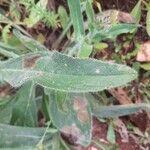 Anchusa azurea Blatt