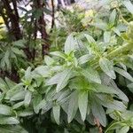 Antirrhinum majus Leaf