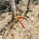 Alnus serrulata Flor