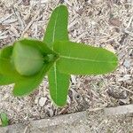 Apocynum androsaemifolium Leaf