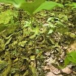 Trillium cernuum