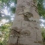 Julbernardia seretii Corteza